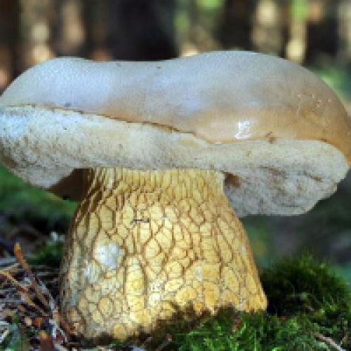 Белый ложный гриб описание. Ложный белый гриб: фото и описание