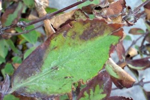 Чем опрыскивать жимолость осенью. Болезни жимолости: грибковые инфекции