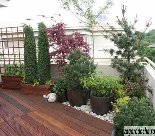 Как и когда пересаживать сосну. Сосну из леса – на свой участок. Сделать все правильно. 11