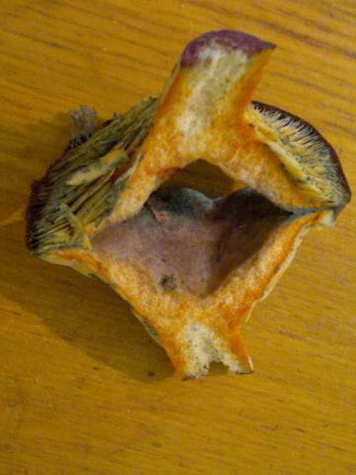 С чем можно перепутать рыжики. Рыжики тоже бывают разными!