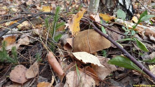 Какие грибы растут в сосновом лесу в октябре. Какие грибы растут в октябре