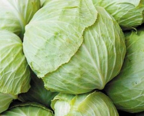Лучшие сорта капусты для квашения в Украине. Сорта капусты (фото и названия) в Украине