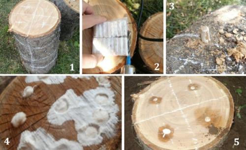 Грибы на березовых пеньках. На пеньках