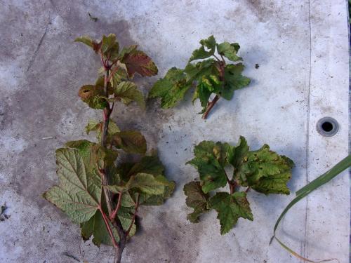 Подготовка кустов жимолости к зиме. Осенняя обработка смородины, крыжовника, жимолости – залог будущего урожая