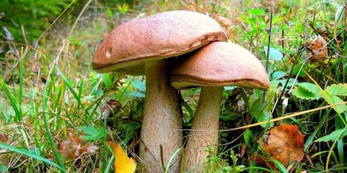 Какие грибы растут под березой. Популярные съедобные
