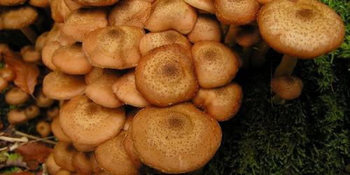 Какие грибы растут под березой. Популярные съедобные