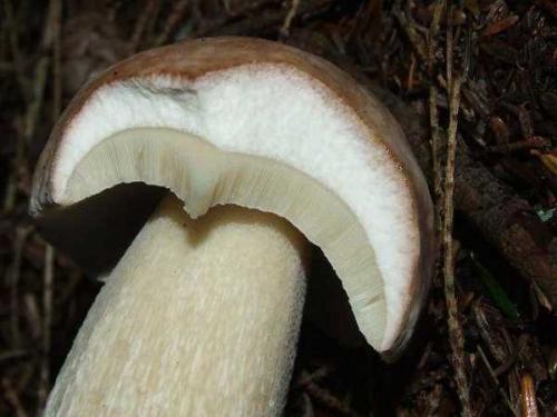 Польские грибы можно ли есть. Характеристика польского гриба 12