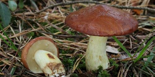 Какие грибы растут под березой. Популярные съедобные