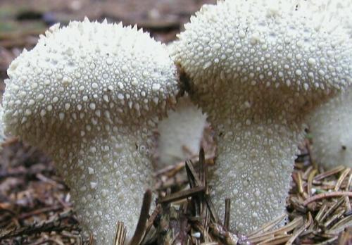 Гриб дождевик галлюциногенный. Дождевик съедобный (Lycoperdon perlatum).