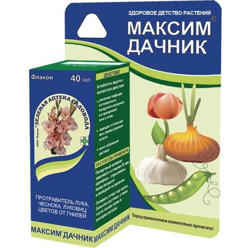 Как чистить чеснок перед посадкой. Правильная обработка чесночных головок для посадки 09