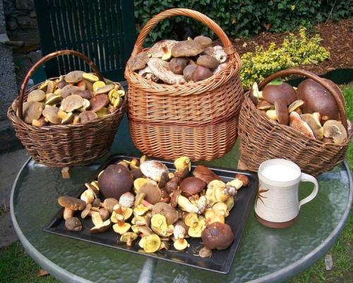 Польский гриб сушить. Как сушить грибы правильно (7 способов в домашних условиях)