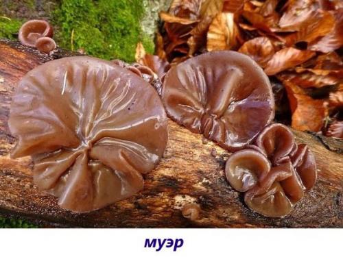 Съедобные грибы на дереве. Вкусные съедобные ксилотрофы