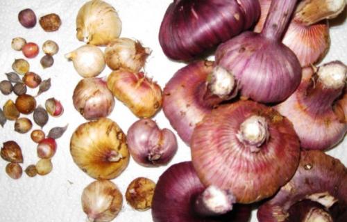 Что делать с детками гладиолусов после выкопки. Что делать с «детками» гладиолусов после выкапывания осенью луковиц и как из них вырастить цветы 04