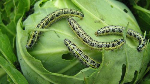 Как избавиться от бабочек на капусте. Чем опрыскать и как отпугнуть бабочек белянок от капусты 10