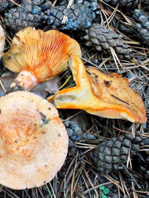 При какой температуре растут рыжики. Как долго растут рыжики и когда лучше отправляться в лес?