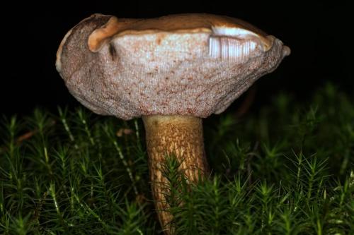 Чем отличается польский гриб от маховика. Как отличить ложный моховик от настоящего