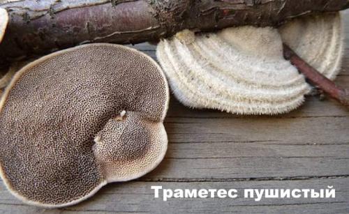 Гриб на пеньке. Съедобные и несъедобные грибы, растущие на деревьях и пнях +Видео опытных грибников