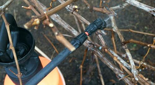 Обработка роз осенью железным купоросом. Основные правила обработки розариев весной и осенью 02