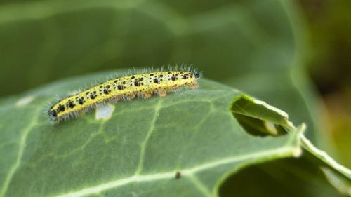 Как избавиться от бабочек на капусте. Чем опрыскать и как отпугнуть бабочек белянок от капусты 09