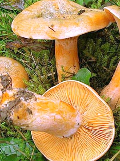 При какой температуре растут рыжики. Как долго растут рыжики и когда лучше отправляться в лес?