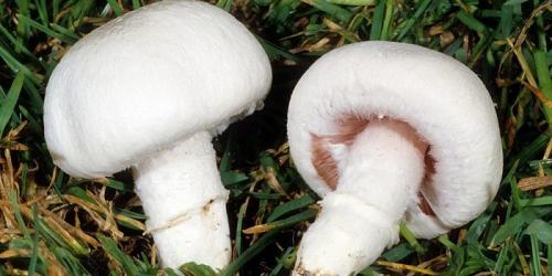 Какие грибы растут под березой. Популярные съедобные