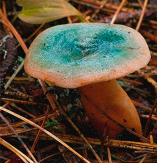 Отличие рыжика от волнушки. Что мы знаем о рыжиках. Интересные факты об этих замечательных грибах.