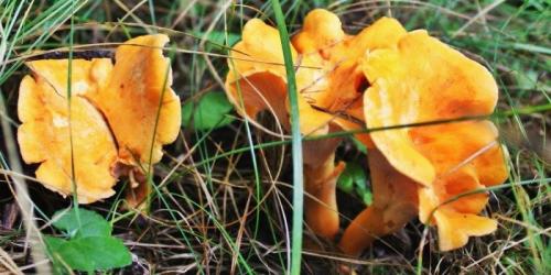 Какие грибы растут под березой. Популярные съедобные