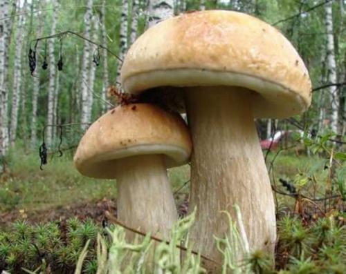 Польские грибы можно ли есть. Характеристика польского гриба 07