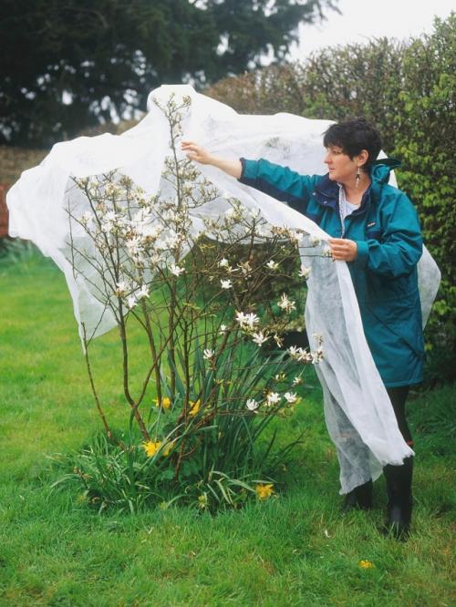 Как укрыть розы на зиму спанбондом. Выбираем укрывной материал