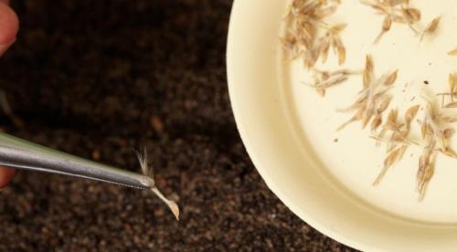 Клематис размножение черенками осенью. Размножение клематисов отводками 02