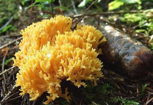 Гриб, как белый коралл. Съедобные грибы, похожие на кораллы с белым и желтым телом 12 Гриб, как белый коралл. Съедобные грибы, похожие на кораллы с белым и желтым телом 12