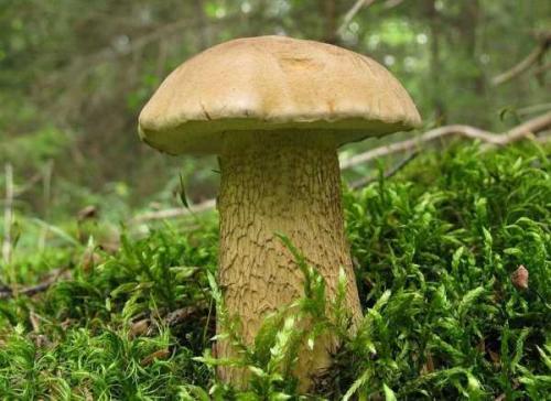 Польские грибы можно ли есть. Характеристика польского гриба 09