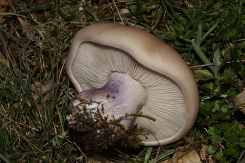 Синие грибы. Время синих