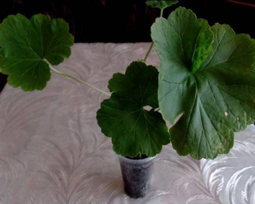 Как вырастить герань из черенка в домашних условиях. Советы бывалых цветоводов 05