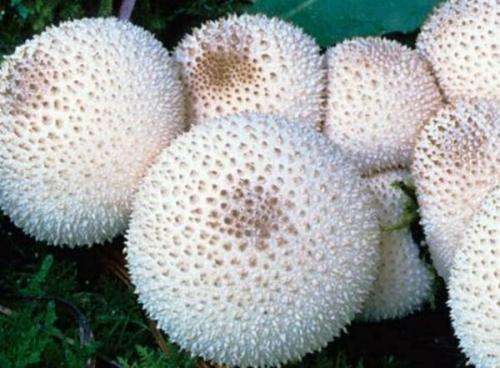 Гриб дождевик взрывается. Помните дедушкин табак? Я про грибы, знакомые многим с детства. И это статья о них.