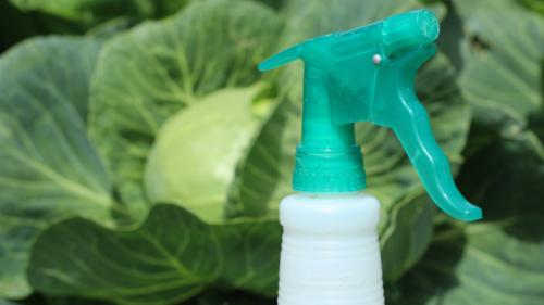 Как избавиться от бабочек на капусте. Чем опрыскать и как отпугнуть бабочек белянок от капусты 11