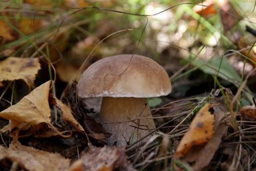 Боровик — где и как растет, популярные виды, ценность, правила приготовления + 73 фото