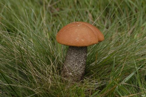 Как варить белые грибы и подберезовики. Как варить подберезовики 01