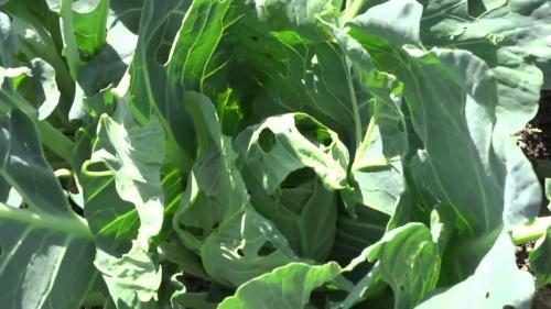 Как избавиться от гусениц на капусте?