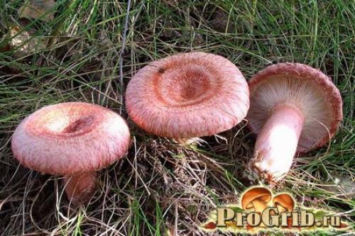 Рыжики и волнушки, как приготовить. 