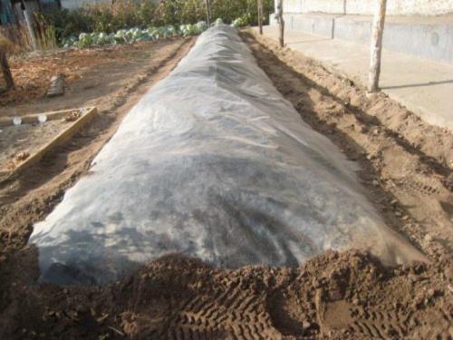 Нужно ли укрывать виноград в краснодаре. Виды зимней защиты