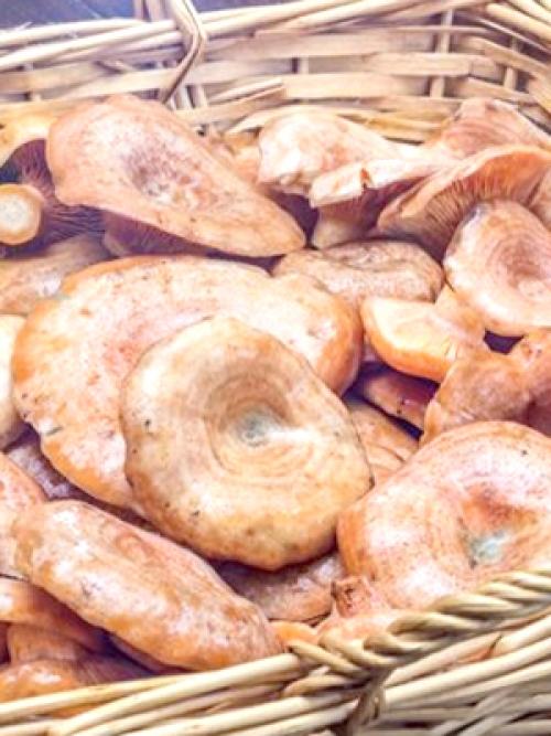 При какой температуре растут рыжики. Как долго растут рыжики и когда лучше отправляться в лес?