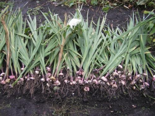 Что делать с детками гладиолусов после выкопки. Что делать с «детками» гладиолусов после выкапывания осенью луковиц и как из них вырастить цветы 03