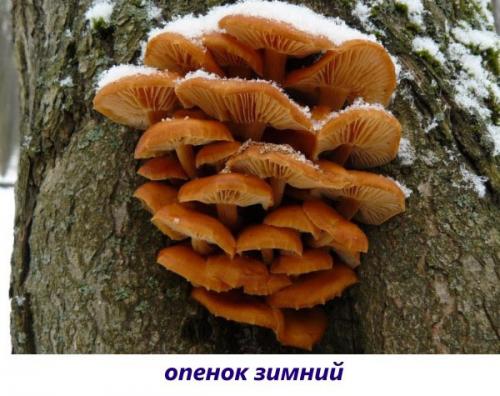 Съедобные грибы на дереве. Вкусные съедобные ксилотрофы