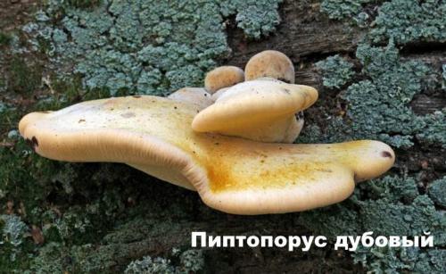 Пеньковые грибы съедобные. Съедобные и несъедобные грибы, растущие на деревьях и пнях +Видео опытных грибников