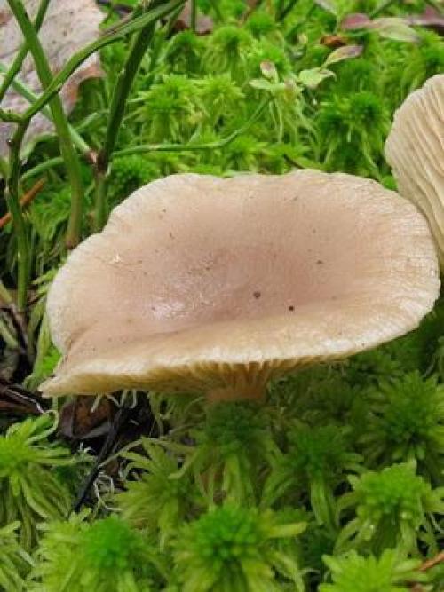 Волнушки ложные. Есть ли ложные волнушки и как их отличить от съедобных грибов?