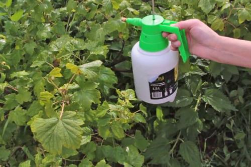 Обработка роз осенью железным купоросом. Основные правила обработки розариев весной и осенью 01