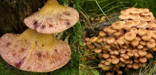 Гриб на пеньке. Съедобные и несъедобные грибы, растущие на деревьях и пнях +Видео опытных грибников