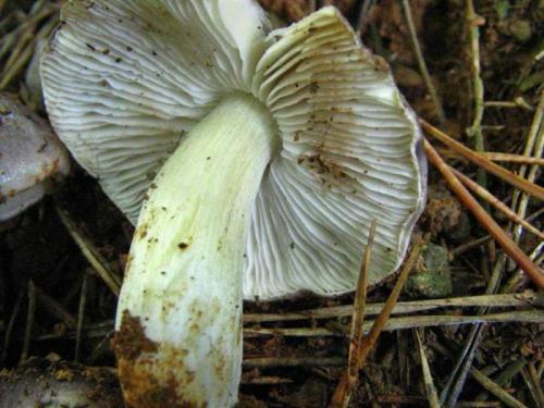 Грибы рядовки съедобные или нет. Рядовка серая: фото и описание 16