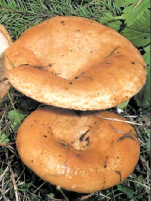 При какой температуре растут рыжики. Как долго растут рыжики и когда лучше отправляться в лес?